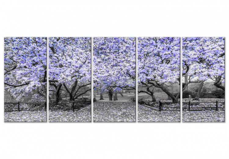 Canvas Art Print Blooming magnolia trees - black and white photo with a purple accent 123101