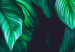 Poster Dangerous Jungle - green composition of leaves in a tropical motif 134501 additionalThumb 9