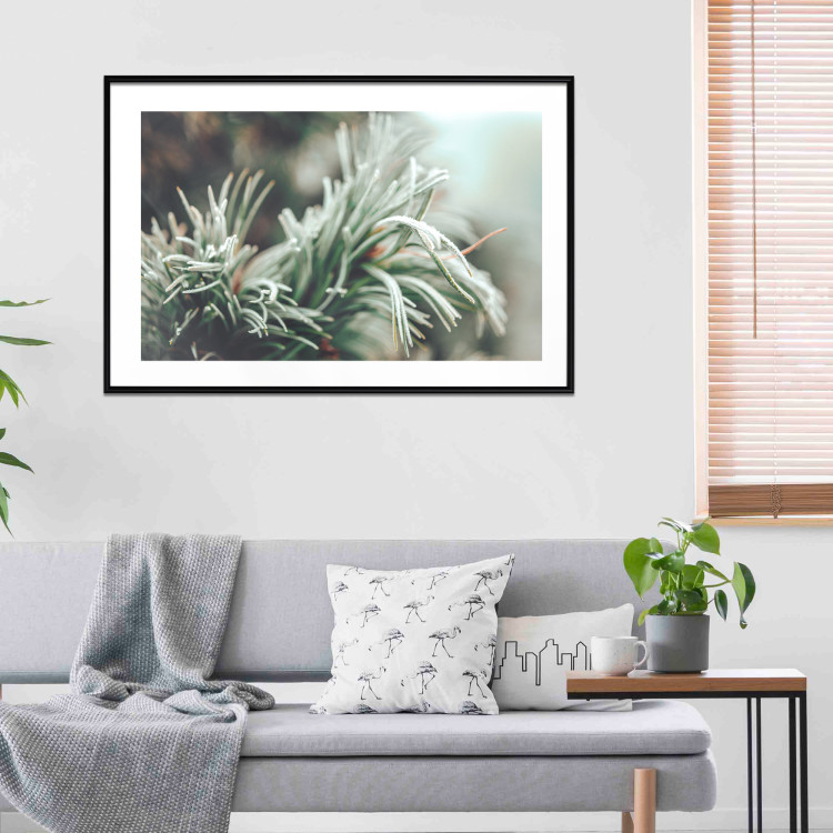 Wall Poster Winter Charm - A Photograph of a Coniferous Twig Covered in Frost 151701 additionalImage 9
