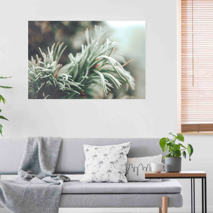 Wall Poster Winter Charm - A Photograph of a Coniferous Twig Covered in Frost 151701 additionalImage 13