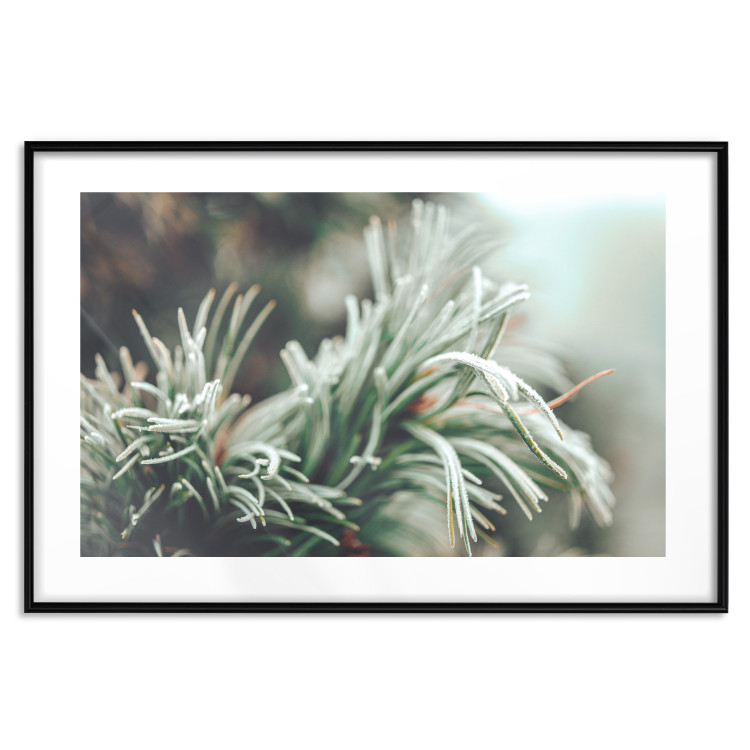 Wall Poster Winter Charm - A Photograph of a Coniferous Twig Covered in Frost 151701 additionalImage 18
