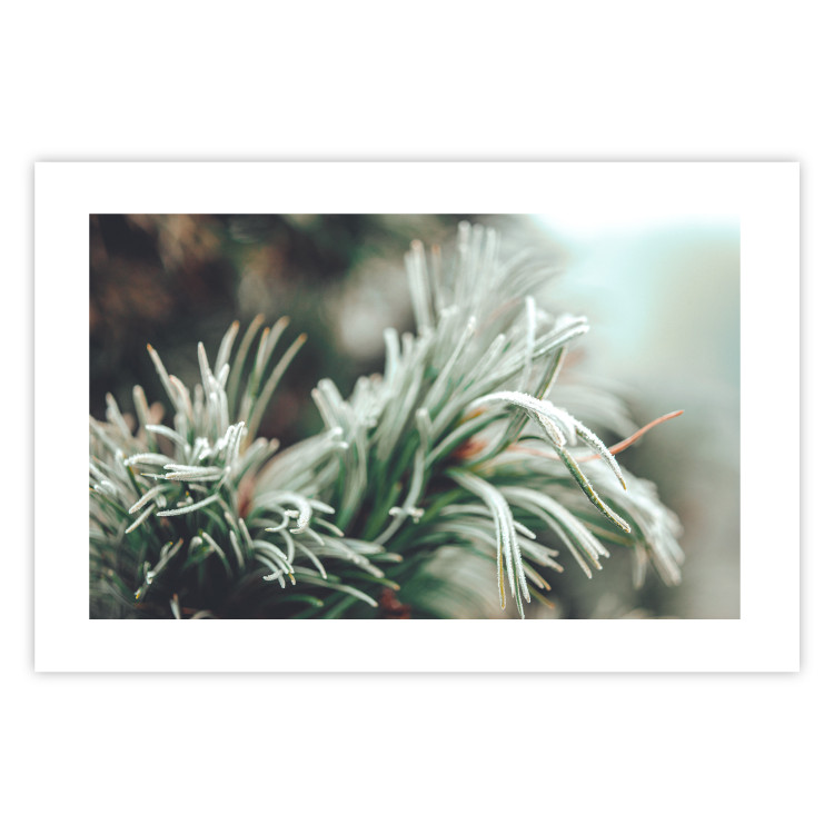 Wall Poster Winter Charm - A Photograph of a Coniferous Twig Covered in Frost 151701 additionalImage 14