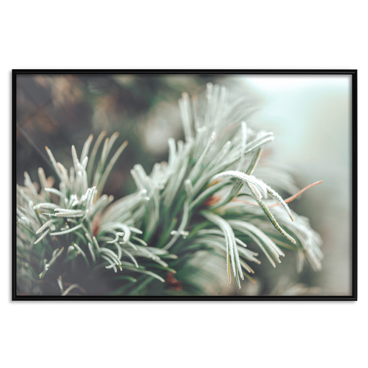 Wall Poster Winter Charm - A Photograph of a Coniferous Twig Covered in Frost 151701 additionalImage 15