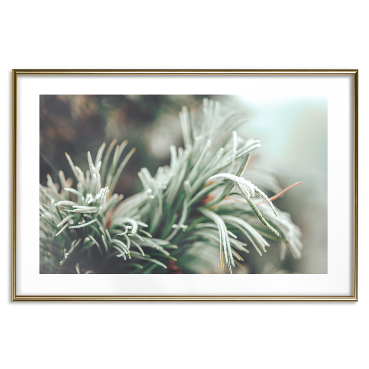 Wall Poster Winter Charm - A Photograph of a Coniferous Twig Covered in Frost 151701 additionalImage 19