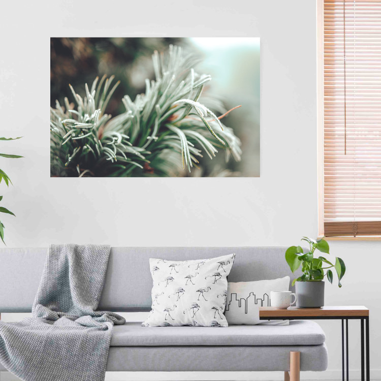 Wall Poster Winter Charm - A Photograph of a Coniferous Twig Covered in Frost 151701 additionalImage 10