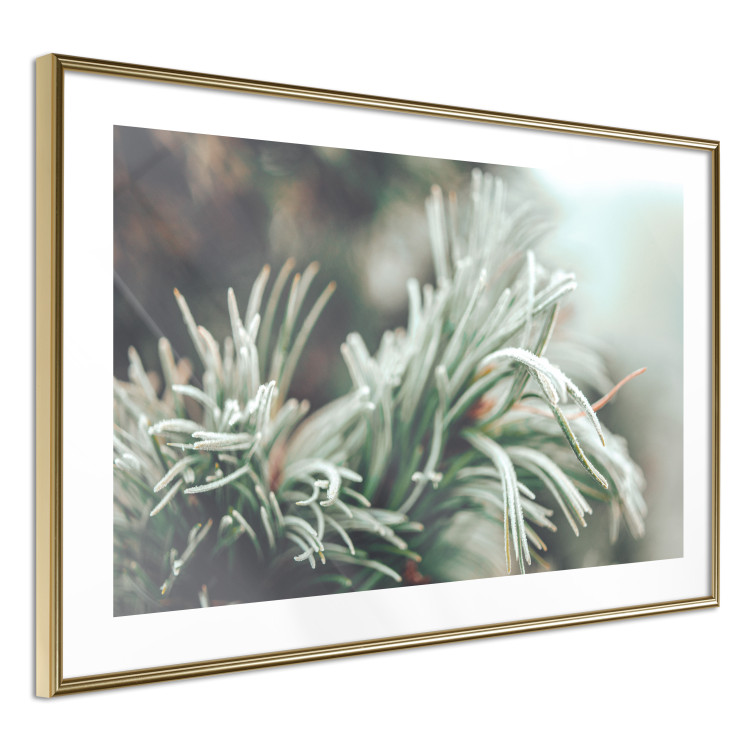 Wall Poster Winter Charm - A Photograph of a Coniferous Twig Covered in Frost 151701 additionalImage 20