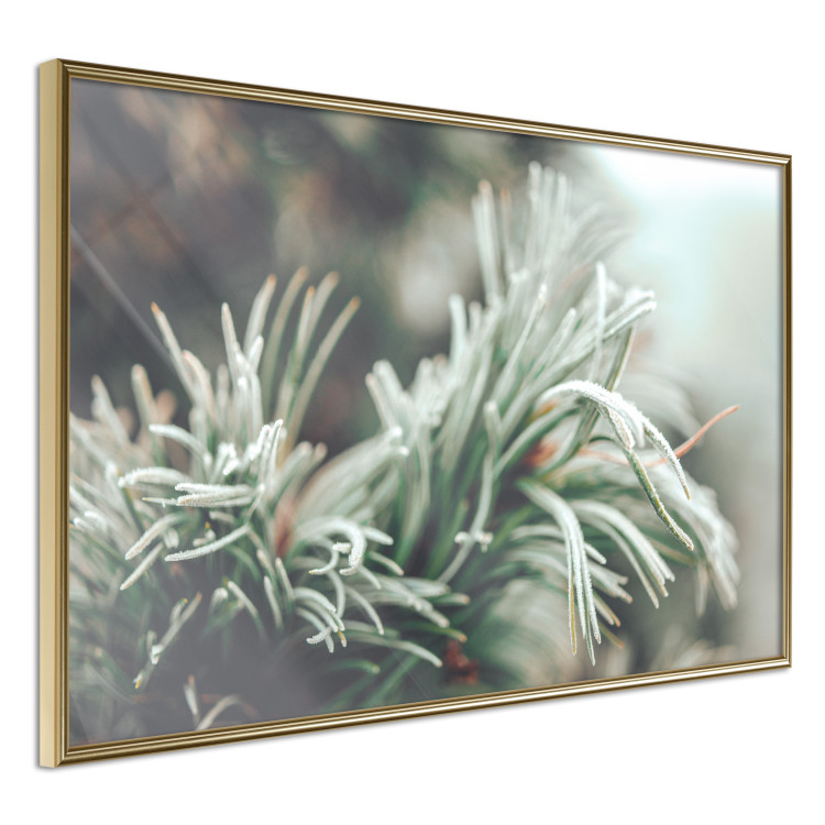 Wall Poster Winter Charm - A Photograph of a Coniferous Twig Covered in Frost 151701 additionalImage 6