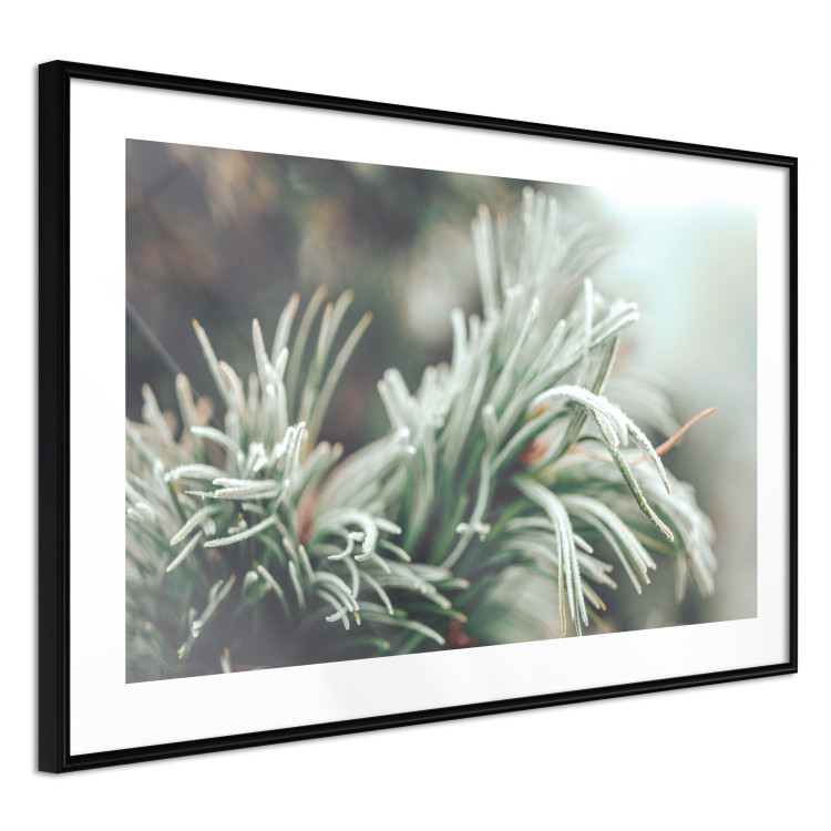 Wall Poster Winter Charm - A Photograph of a Coniferous Twig Covered in Frost 151701 additionalImage 8