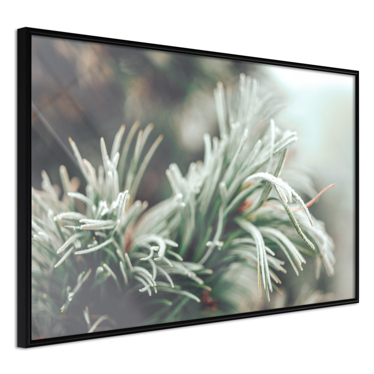 Wall Poster Winter Charm - A Photograph of a Coniferous Twig Covered in Frost 151701 additionalImage 5