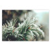 Wall Poster Winter Charm - A Photograph of a Coniferous Twig Covered in Frost 151701