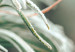Wall Poster Winter Charm - A Photograph of a Coniferous Twig Covered in Frost 151701 additionalThumb 2