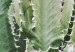 Canvas Print Cactus Garden (1 Part) Vertical 117111 additionalThumb 4
