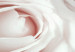 Canvas Pearl rose bouquet - composition of rose buds in white and pink colour 123211 additionalThumb 5