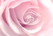 Wall Poster World of Roses - natural pink flower with English text 126211 additionalThumb 5