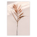 Poster Exotic Shadow - plant with brown leaves against a uniform wall 129511