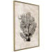 Wall Poster Sea Fan - dark plant composition on a beige textured background 134511 additionalThumb 14