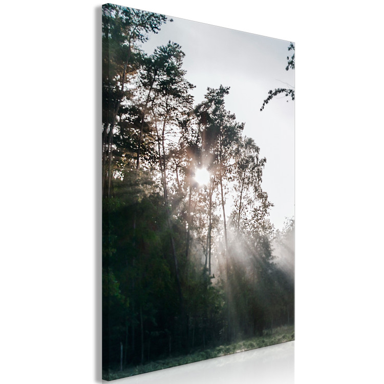 Canvas Sun get through the trees - photo of a forest landscape 137211 additionalImage 2