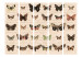 Room Separator Retro Style: Butterflies II - colorful butterflies on paper with writings 97911 additionalThumb 3