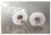 Canvas Print Towards the Sun - Dandelions in the Glow of Sunbeams and Wind 98211