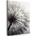 Canvas Art Print Portrait of a dandelion - close-up of a plant on a gray background 106821 additionalThumb 2