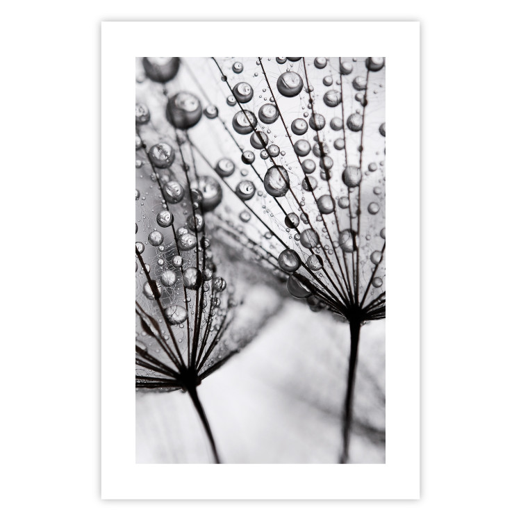 Poster Morning Dew - black and white composition in a dandelion with water drops 116521 additionalImage 25
