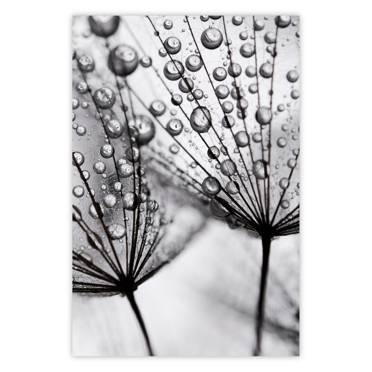 Poster Morning Dew - black and white composition in a dandelion with water drops 116521