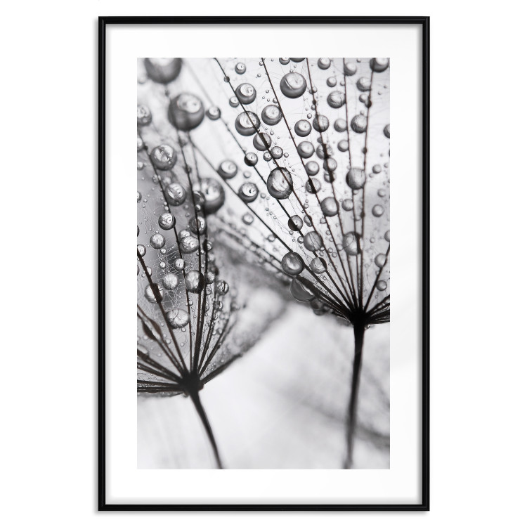 Poster Morning Dew - black and white composition in a dandelion with water drops 116521 additionalImage 17