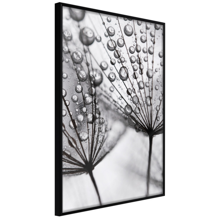 Poster Morning Dew - black and white composition in a dandelion with water drops 116521 additionalImage 12