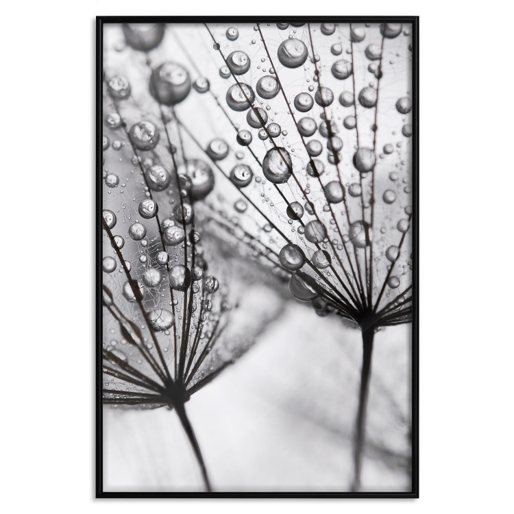 Poster Morning Dew - black and white composition in a dandelion with water drops 116521 additionalImage 24