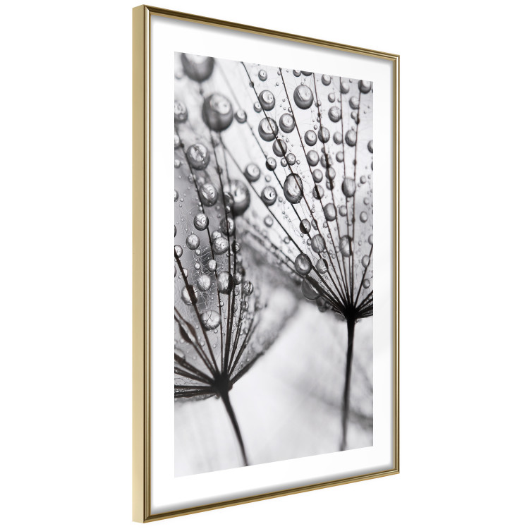 Poster Morning Dew - black and white composition in a dandelion with water drops 116521 additionalImage 8