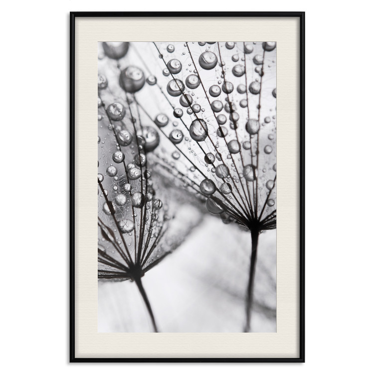 Poster Morning Dew - black and white composition in a dandelion with water drops 116521 additionalImage 18