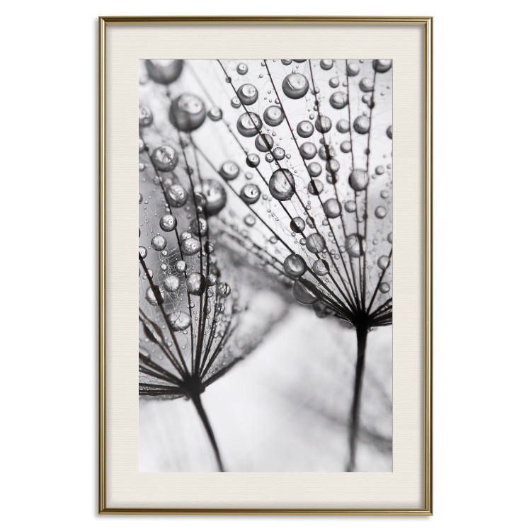 Poster Morning Dew - black and white composition in a dandelion with water drops 116521 additionalImage 19