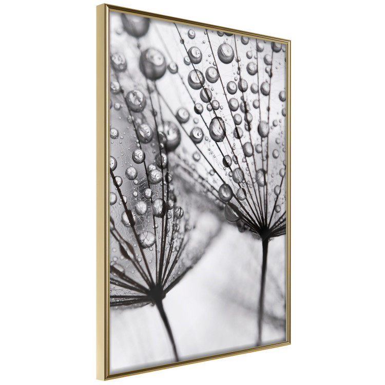 Poster Morning Dew - black and white composition in a dandelion with water drops 116521 additionalImage 14