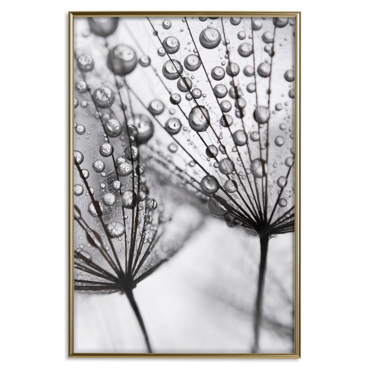 Poster Morning Dew - black and white composition in a dandelion with water drops 116521 additionalImage 20