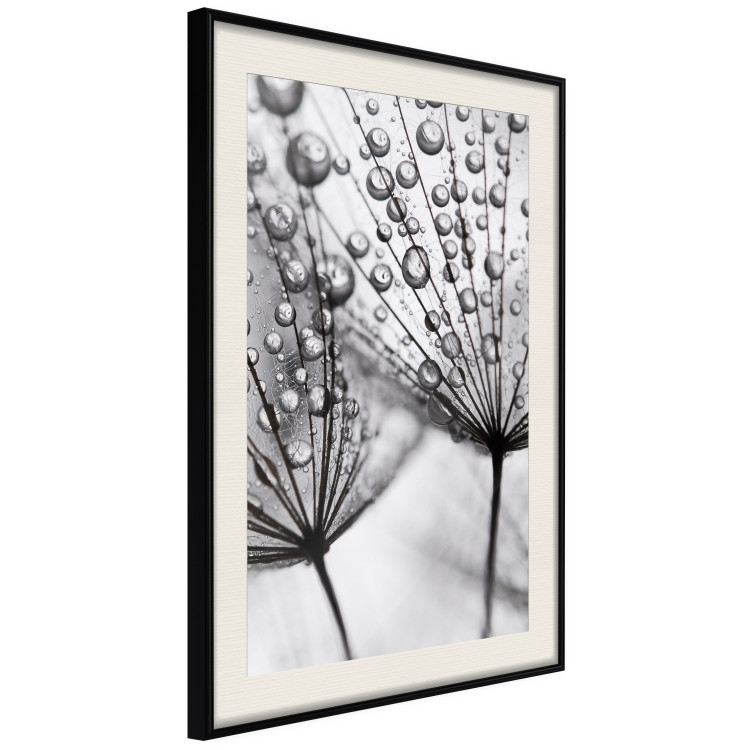 Poster Morning Dew - black and white composition in a dandelion with water drops 116521 additionalImage 3