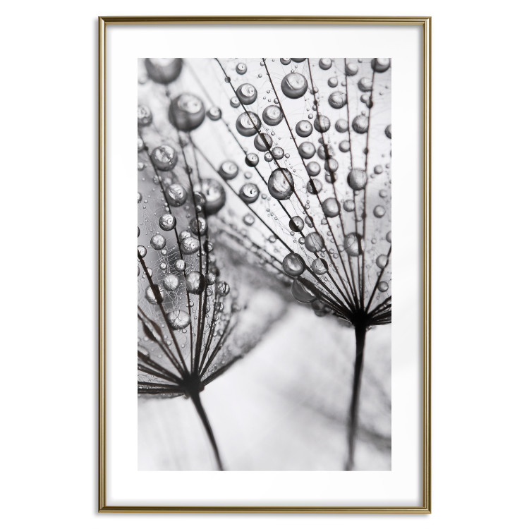 Poster Morning Dew - black and white composition in a dandelion with water drops 116521 additionalImage 16