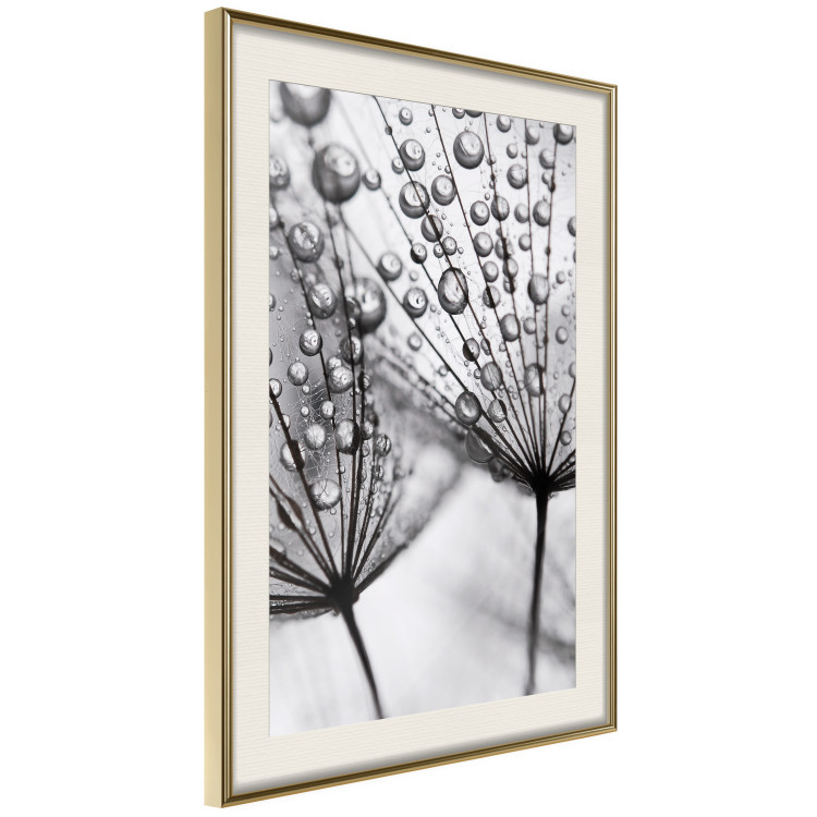 Poster Morning Dew - black and white composition in a dandelion with water drops 116521 additionalImage 2
