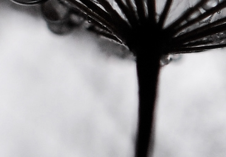 Poster Morning Dew - black and white composition in a dandelion with water drops 116521 additionalImage 10