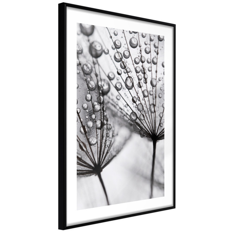 Poster Morning Dew - black and white composition in a dandelion with water drops 116521 additionalImage 13