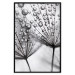 Poster Morning Dew - black and white composition in a dandelion with water drops 116521 additionalThumb 24