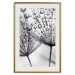 Poster Morning Dew - black and white composition in a dandelion with water drops 116521 additionalThumb 19