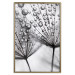 Poster Morning Dew - black and white composition in a dandelion with water drops 116521 additionalThumb 20