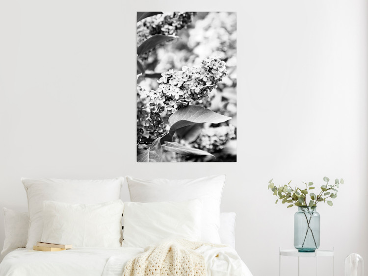 Wall Poster Monochrome Elder - black and white elderflower on blurred plant background 123921 additionalImage 20