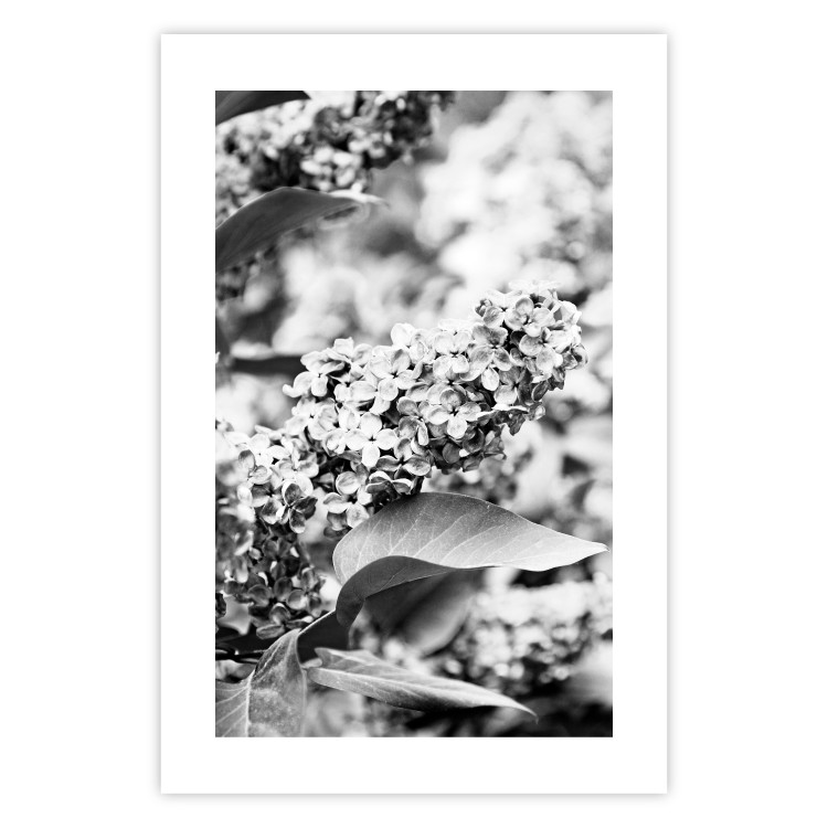 Wall Poster Monochrome Elder - black and white elderflower on blurred plant background 123921 additionalImage 18