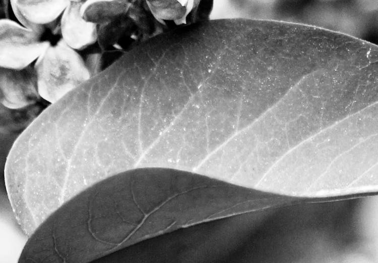 Wall Poster Monochrome Elder - black and white elderflower on blurred plant background 123921 additionalImage 10