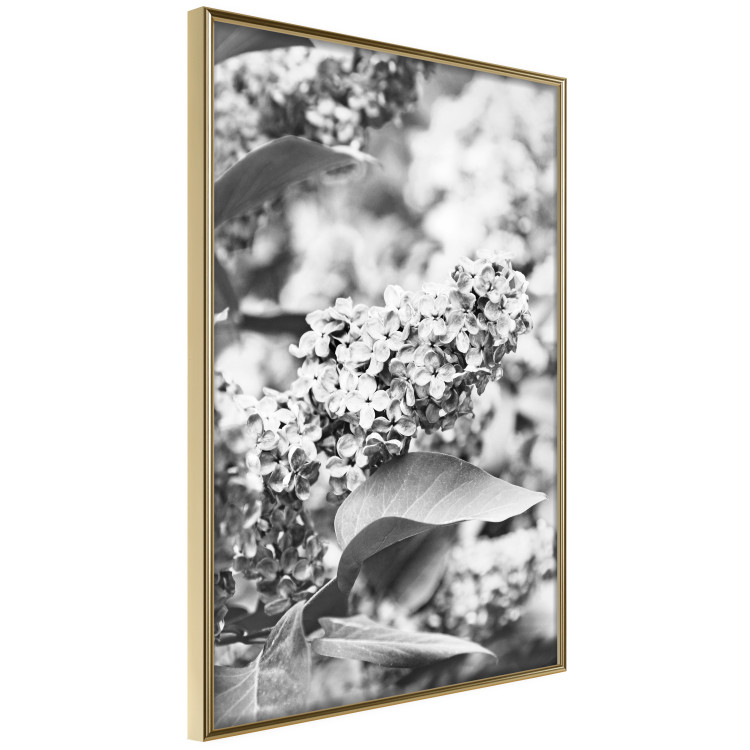 Wall Poster Monochrome Elder - black and white elderflower on blurred plant background 123921 additionalImage 14
