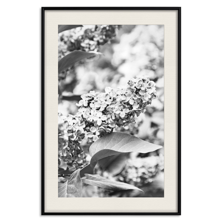 Wall Poster Monochrome Elder - black and white elderflower on blurred plant background 123921 additionalImage 24