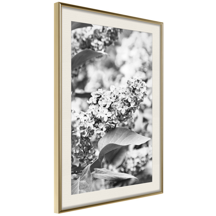 Wall Poster Monochrome Elder - black and white elderflower on blurred plant background 123921 additionalImage 2