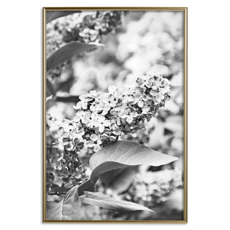 Wall Poster Monochrome Elder - black and white elderflower on blurred plant background 123921 additionalImage 26