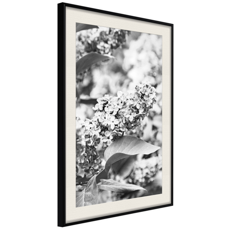 Wall Poster Monochrome Elder - black and white elderflower on blurred plant background 123921 additionalImage 3